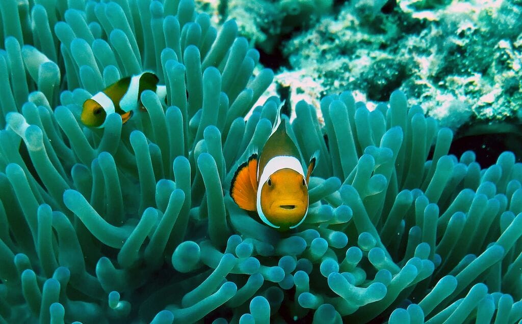 biodiversity of the pacific ocean
