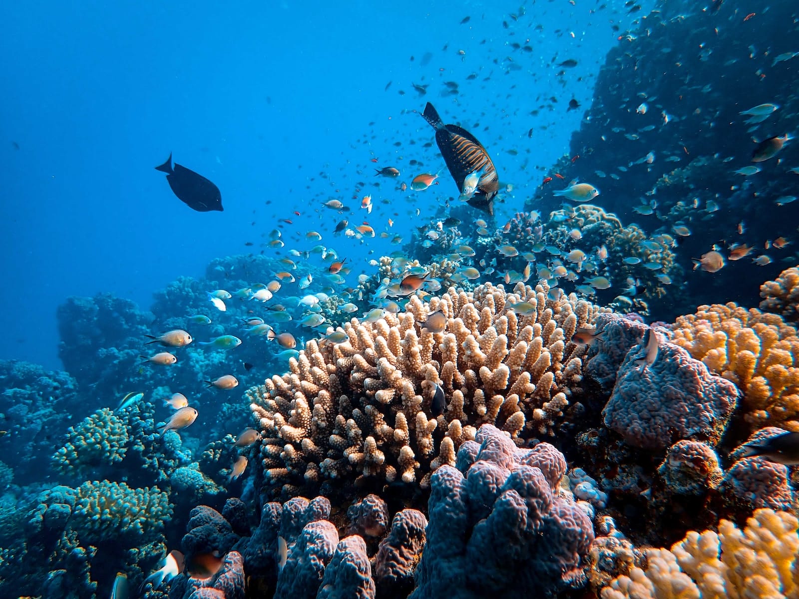 biodiversity of the pacific ocean