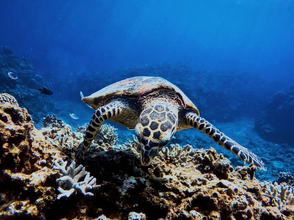 Life in the Blue: Exploring the Biodiversity of the Pacific Ocean 3 biodiversity of the pacific ocean
