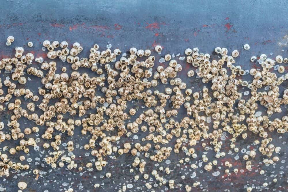 Rust, Barnacles, and Corrosion: Battling the Elements and Wear on Vessel Surfaces 3 - Rust, Barnacles, and Corrosion: Battling the Elements and Wear on Vessel Surfaces