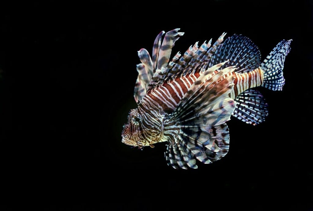 poisonous fish