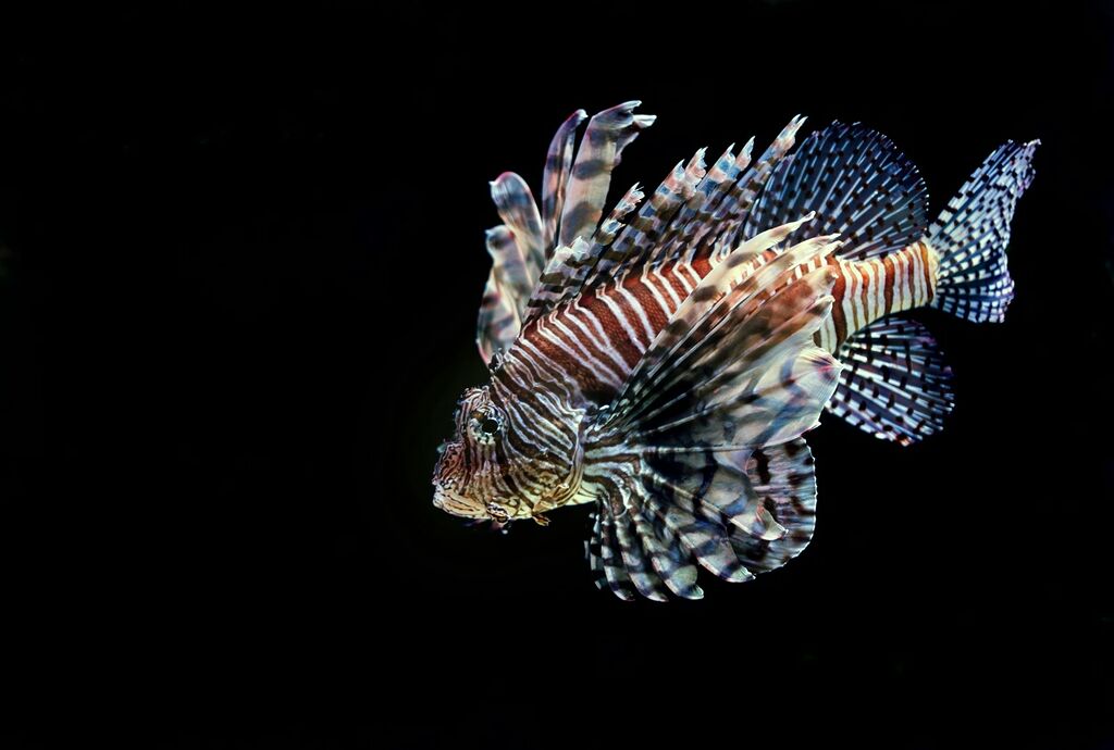Poisonous Fish: Unmasking the Hidden Hazard Lurking in the Seas 5 poisonous fish
