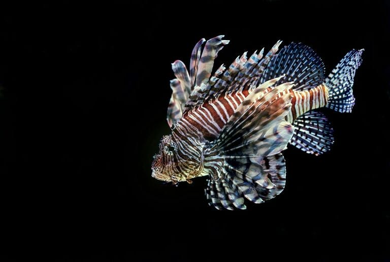 poisonous fish