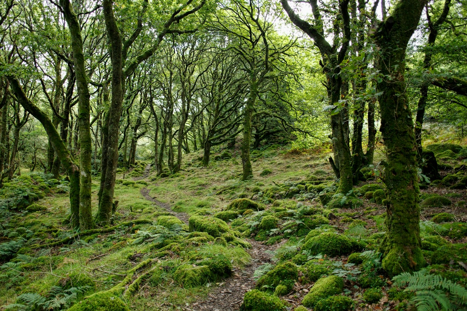 reforestation project