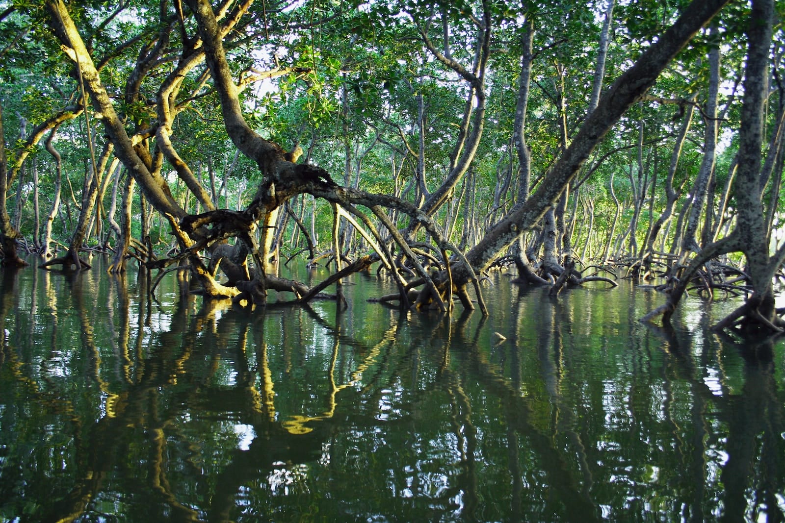 mangrove forest in batam