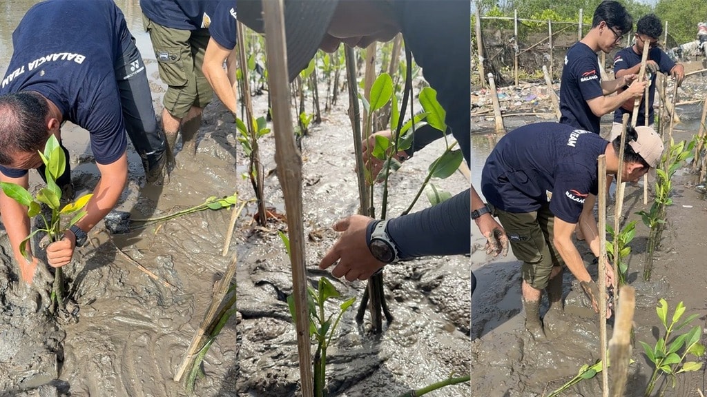 Balancia Expands Mangrove Planting Tenfold, Urges Corporations to Act 4 - Balancia Expands Mangrove Planting Tenfold, Urges Corporations to Act